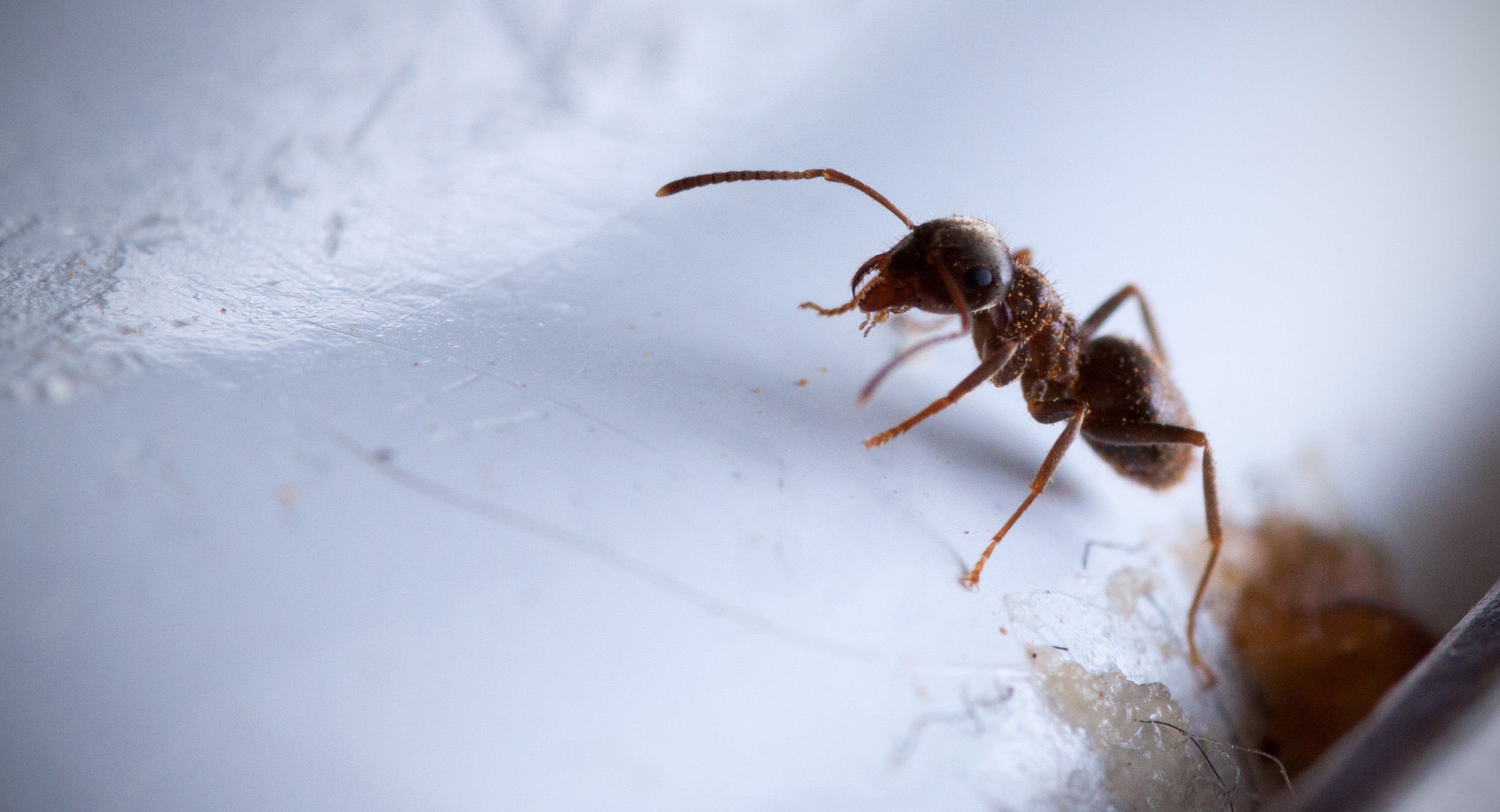 Pest Control in Derby & Chesterfield G B Pest Control & Services