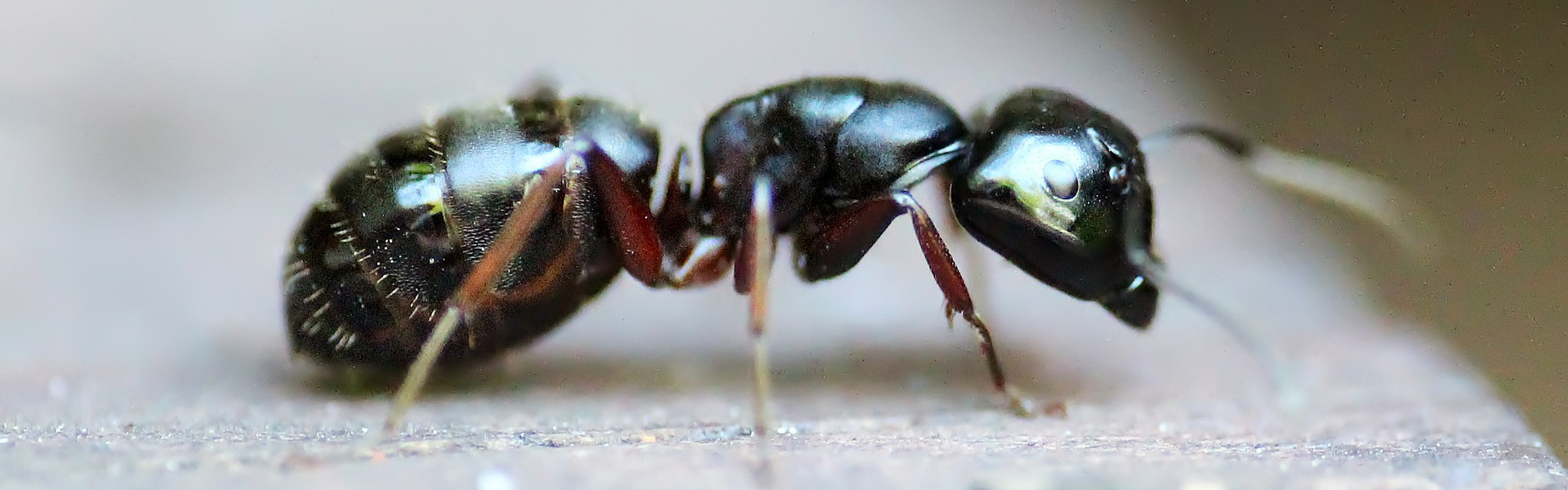 Pest Control