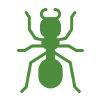 Ant