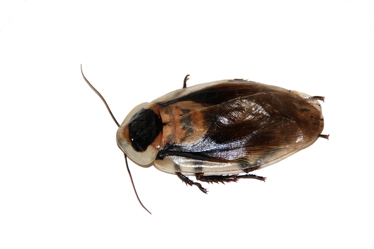 Pest Control Mansfield