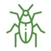 cockroach