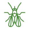 Flies