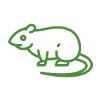 Rat