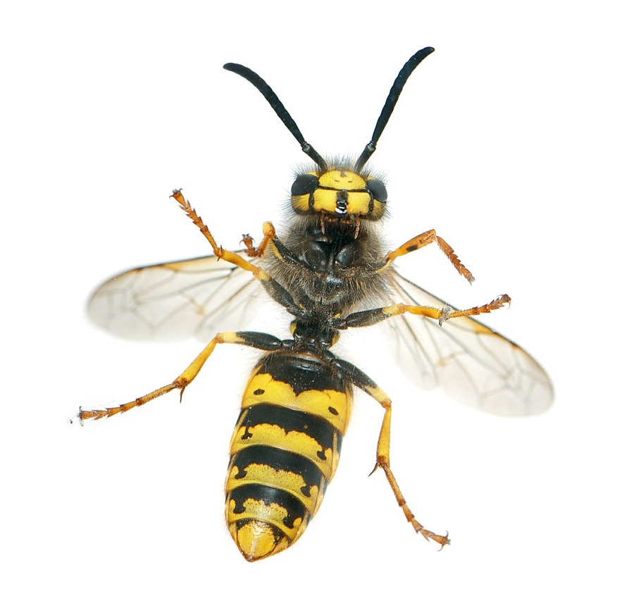Wasp Control