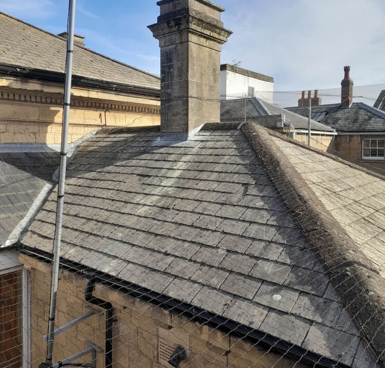 Bird Proofing